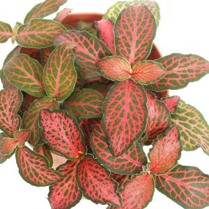 (観葉植物)フィットニア レッド 2号ロング(...の詳細画像1