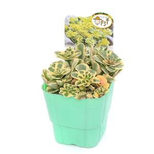 （多肉植物）セダム　アトランティス　３号（１鉢）　ＰＶＰ　品種登録出願中