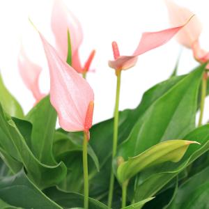 （観葉植物）訳あり　アンスリウム　リリー　４．５〜５号（１鉢）｜charm 第2ヤフー店