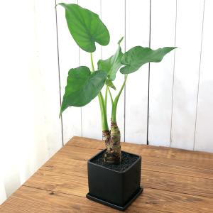 （観葉植物）シマクワズイモ　陶器鉢植え　マットブラック塗装鉢（１鉢）受け皿付き　溶岩砂　おしゃれ　幸運　縁起