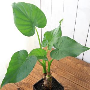(観葉植物)シマクワズイモ 陶器鉢植え マット...の詳細画像1