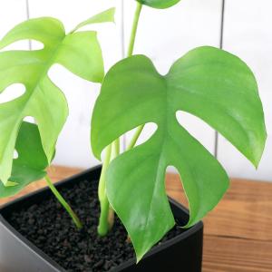 (観葉植物)ヒメモンステラ 陶器鉢植え マット...の詳細画像1