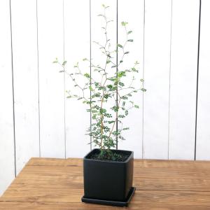 （観葉植物）ソフォラ　リトルベイビー　陶器鉢植え　マットブラック塗装鉢（１鉢）受け皿付き　溶岩砂　おしゃれ　メルヘンの木