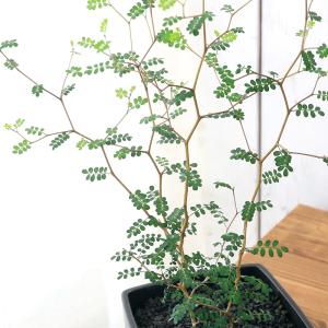 (観葉植物)ソフォラ リトルベイビー 陶器鉢植...の詳細画像1
