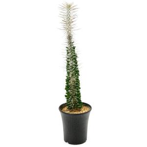 （多肉植物）一点物　アローディア　モンタグナッキー　４号（３４６１７９）(１鉢)