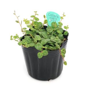 (観葉植物)ペペロミア タートル 2〜3号(1...の詳細画像1