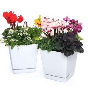 （観葉植物）季節の花３種寄せ植え　品種おまかせ　受け皿付き（１鉢）｜charm 第2ヤフー店