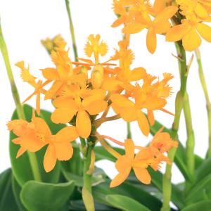 (観葉植物)洋ラン エピデンドラム アカツキ ...の詳細画像2