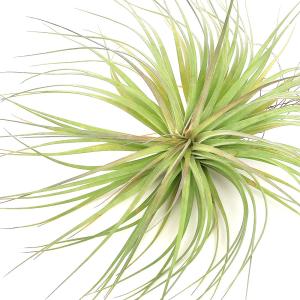 （観葉植物）エアープランツ　チランジア　ストリクタ　ビッグフラワー（１株）
