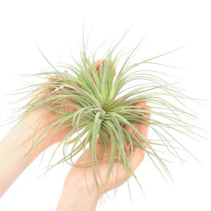 (観葉植物)エアープランツ チランジア ストリ...の詳細画像1
