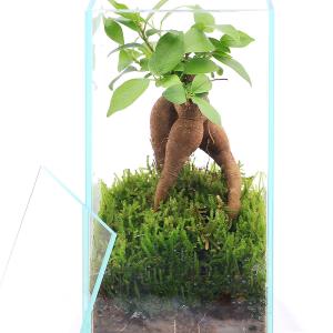 (観葉植物)小さい インテリア 苔テラリウム ...の詳細画像1