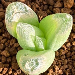 (多肉植物)ブルビネ メセンブリアントイデス(...の詳細画像1