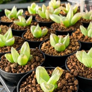 (多肉植物)ブルビネ メセンブリアントイデス(...の詳細画像2