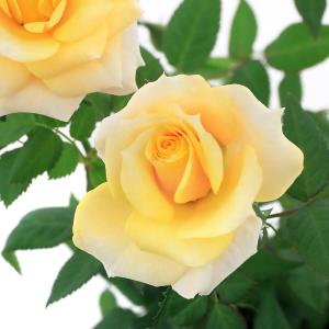（観葉植物）ミニバラ　ヘナ　３．５号（１ポット）