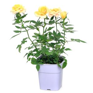 (観葉植物)ミニバラ ヘナ 3.5号(1ポット)の詳細画像1