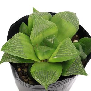 （多肉植物）ハオルチア　愛心寿（レツーサ）　２．５〜３号（１ポット）