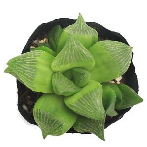 (多肉植物)ハオルチア 愛心寿(レツーサ) 2...の詳細画像1