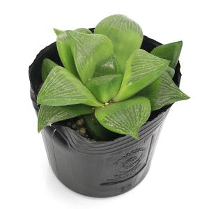 (多肉植物)ハオルチア 愛心寿(レツーサ) 2...の詳細画像2