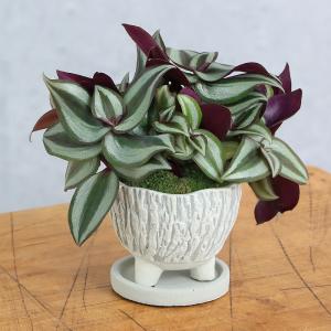 （観葉植物）トラディスカンチア　和風陶器鉢植え（１鉢）　受皿付　山苔　鉢植え　おしゃれ　室内　プレゼント