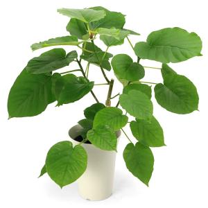 （観葉植物）フィカス　ウンベラータ　６号（１鉢）