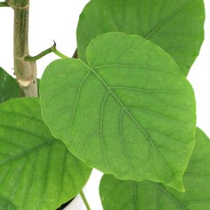 (観葉植物)フィカス ウンベラータ 6号(1鉢)の詳細画像1