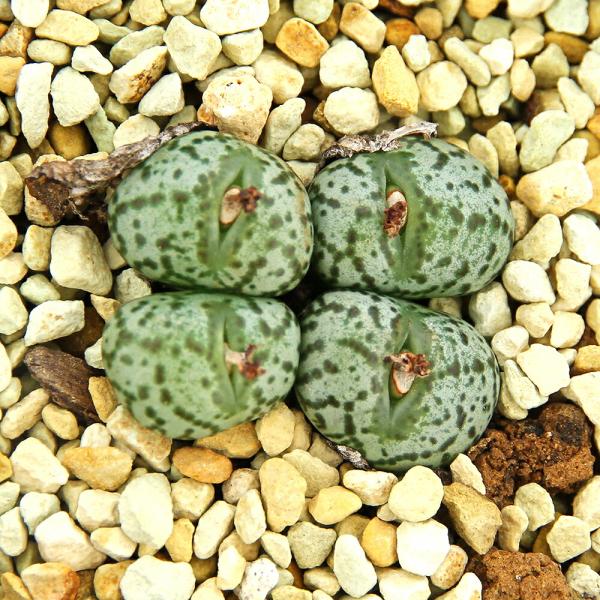 （多肉植物）コノフィツム　安珍　２．５号（１ポット）