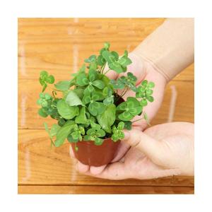 （ビオトープ）水生植物　メダカの鉢にも入れられる水生植物　ムチカとウォーターミントの寄せ植え（１ポット）（ミント挿したて）