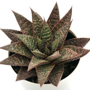 （多肉植物）ガステリア　フロウ　３．５号（１鉢）｜charm 第2ヤフー店