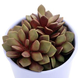 （多肉植物）アナカンプセロス　春夢殿（シュンムデン）　３．５号（１鉢）