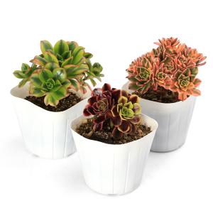 （観葉植物）アエオニウム　品種おまかせ　３．５号（１ポット）
