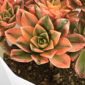 (観葉植物)アエオニウム 品種おまかせ 3.5...の詳細画像1
