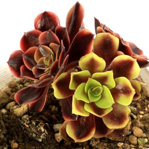 (観葉植物)アエオニウム 品種おまかせ 3.5...の詳細画像2
