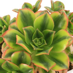 (観葉植物)アエオニウム 品種おまかせ 3.5...の詳細画像3