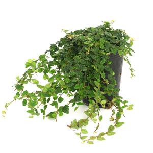 （観葉植物）フィカス　プミラ　ミニマ　２．５〜３号（１ポット）
