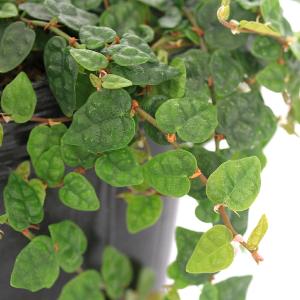 (観葉植物)フィカス プミラ ミニマ 2.5〜...の詳細画像1