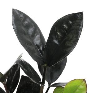 (観葉植物)ザミオクルカス レイヴン 3〜3....の詳細画像1