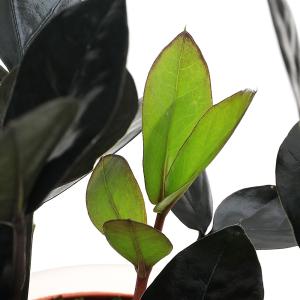 (観葉植物)ザミオクルカス レイヴン 3〜3....の詳細画像2
