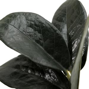 (観葉植物)ザミオクルカス レイヴン 3〜3....の詳細画像3