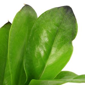 (観葉植物)ザミオクルカス レイヴン 3〜3....の詳細画像4
