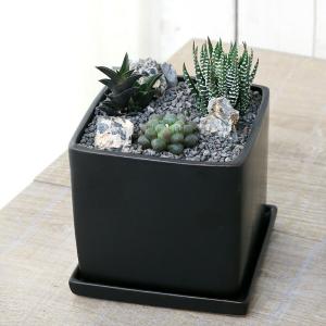 (多肉植物)おまかせハオルチア 自生地風レイアウ...の商品画像