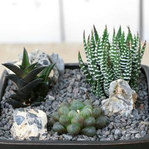 (多肉植物)おまかせハオルチア 自生地風レイア...の詳細画像1
