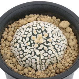 サボテン：フェロカクタス ピロサス 実生*幅8cm : 遊恵盆栽 Yahoo!店