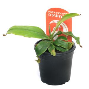 (食虫植物)ウツボカズラ ネペンテス アンプラ...の詳細画像1