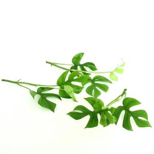 （テラリウム）ヒメモンステラ　（無農薬）（３本）