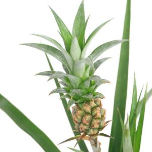 （観葉植物）アナナス　パイナップル　ハナパイン（観賞用）　４号（１鉢）