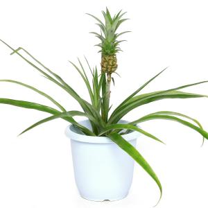 (観葉植物)アナナス パイナップル ハナパイン...の詳細画像1