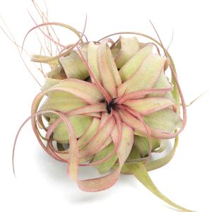 (観葉植物)エアープランツ チランジア エリッ...の詳細画像1