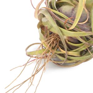 (観葉植物)エアープランツ チランジア エリッ...の詳細画像2