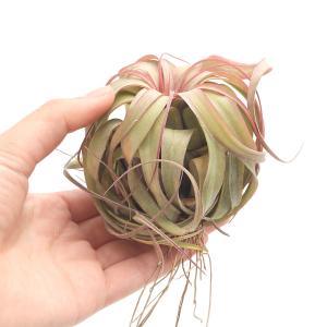 (観葉植物)エアープランツ チランジア エリッ...の詳細画像3
