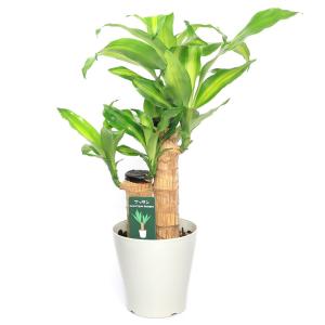 (観葉植物)ドラセナ マッサンゲアナ(幸福の木...の詳細画像1